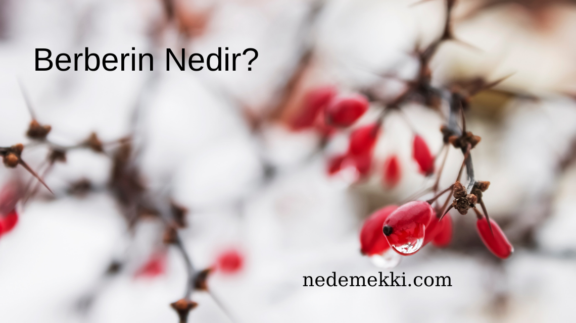 Berberin Nedir?